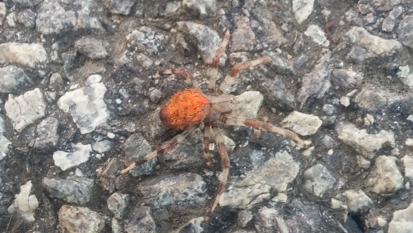 Křižák obecný (Araneus diadematus)